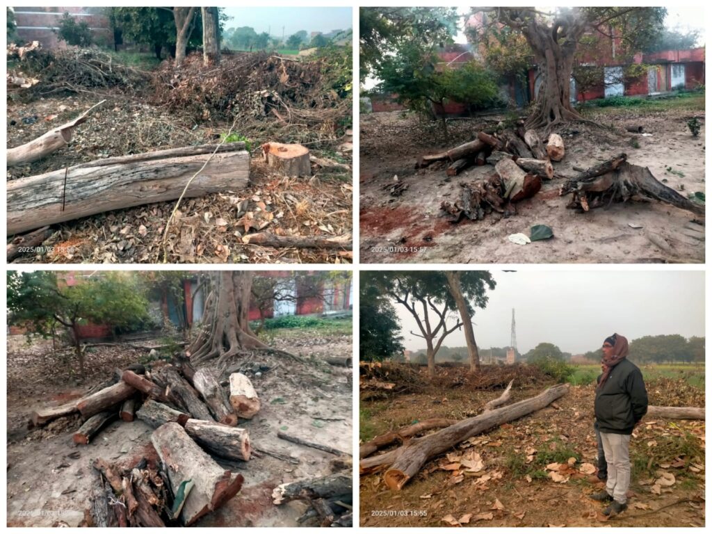 सीएचसी अधीक्षक ने बिना परमिशन सरकारी शीशम के पेड़ों पर चलवा दिया आरा