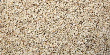 स्वास्थ्य टिप्स: तिल के बीज में दूध से भी ज्यादा कैल्शियम होता है, सही तरीके से सेवन करने पर मिलेंगे जीवनभर के फायदे।