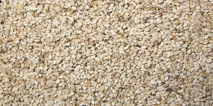 स्वास्थ्य टिप्स: तिल के बीज में दूध से भी ज्यादा कैल्शियम होता है, सही तरीके से सेवन करने पर मिलेंगे जीवनभर के फायदे।