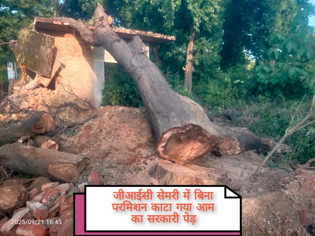 जीआईसी प्रिंसिपल पर गंभीर आरोप: सरकारी पेड़ कटवाकर बेचने का मामला उजागर
