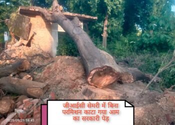 जीआईसी प्रिंसिपल पर गंभीर आरोप: सरकारी पेड़ कटवाकर बेचने का मामला उजागर