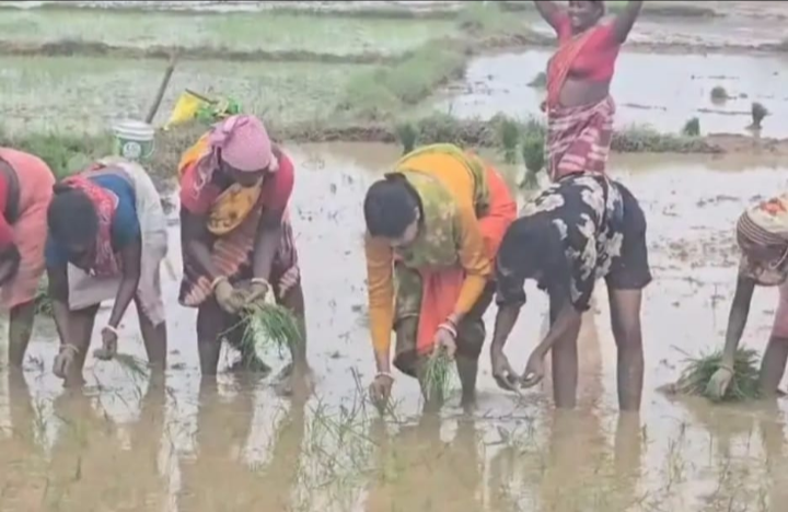 JAMSHEDPUR : खेत में उतरीं विधायक पूर्णिमा दास, ग्रामीण महिलाओं संग की धान रोपनी; बचपन की यादें हुईं ताज़ा